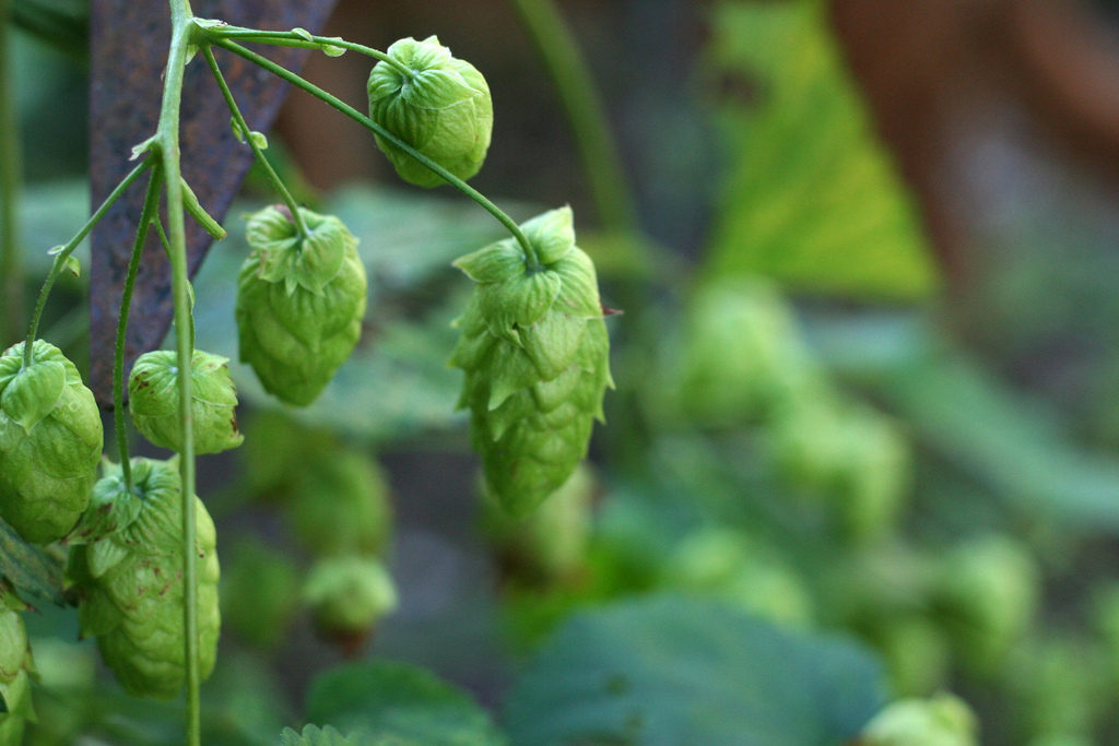 Hops. [Kate Ter Haar/CC BY 2.0]