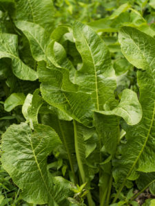 Horseradish leaves. [Edsel Little/CC BY-SA 2.0]